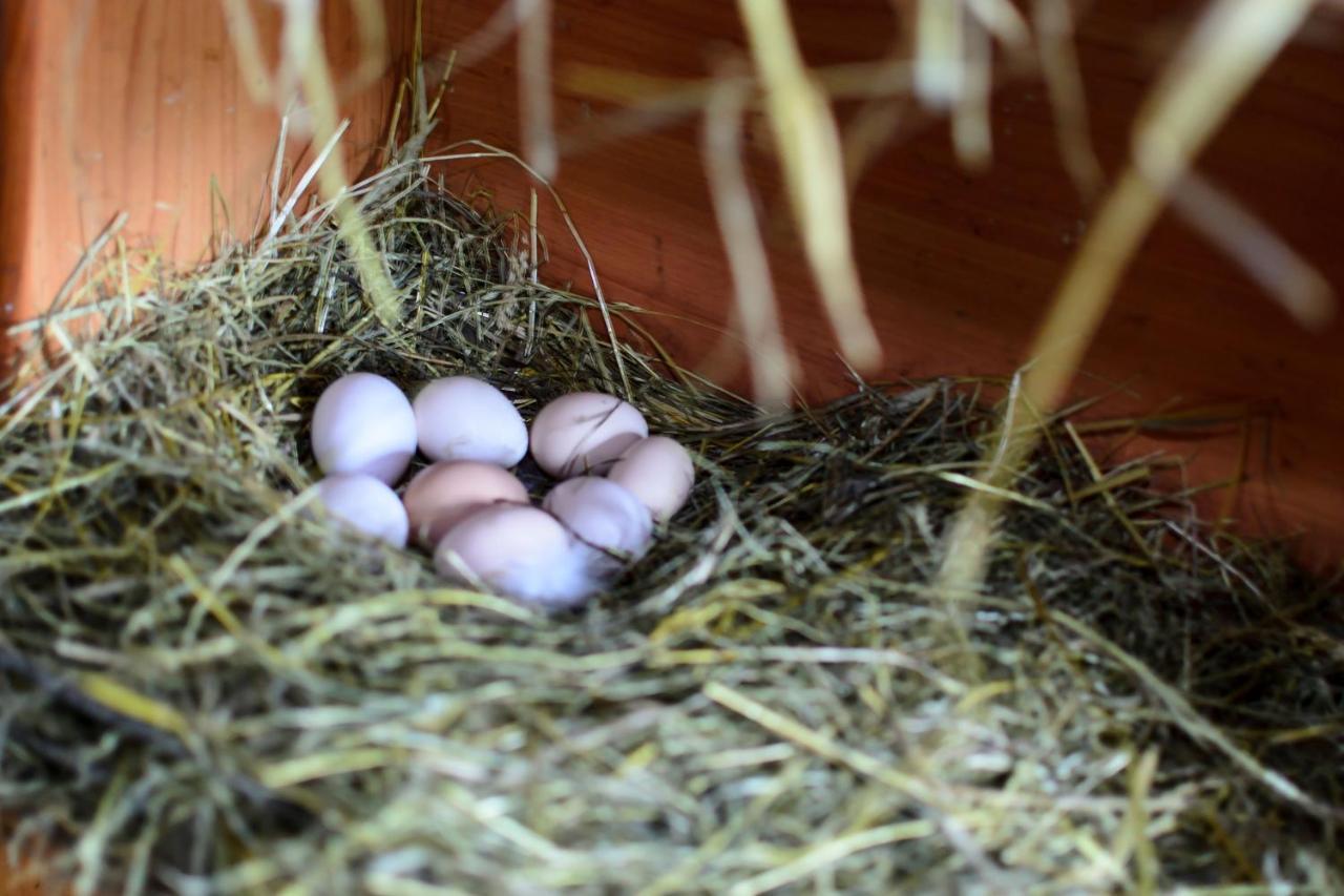 Zakatek Szczescia Eko Agroturystyka Kiwity エクステリア 写真