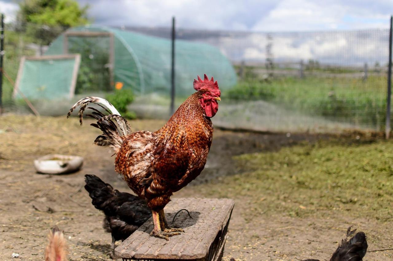 Zakatek Szczescia Eko Agroturystyka Kiwity エクステリア 写真