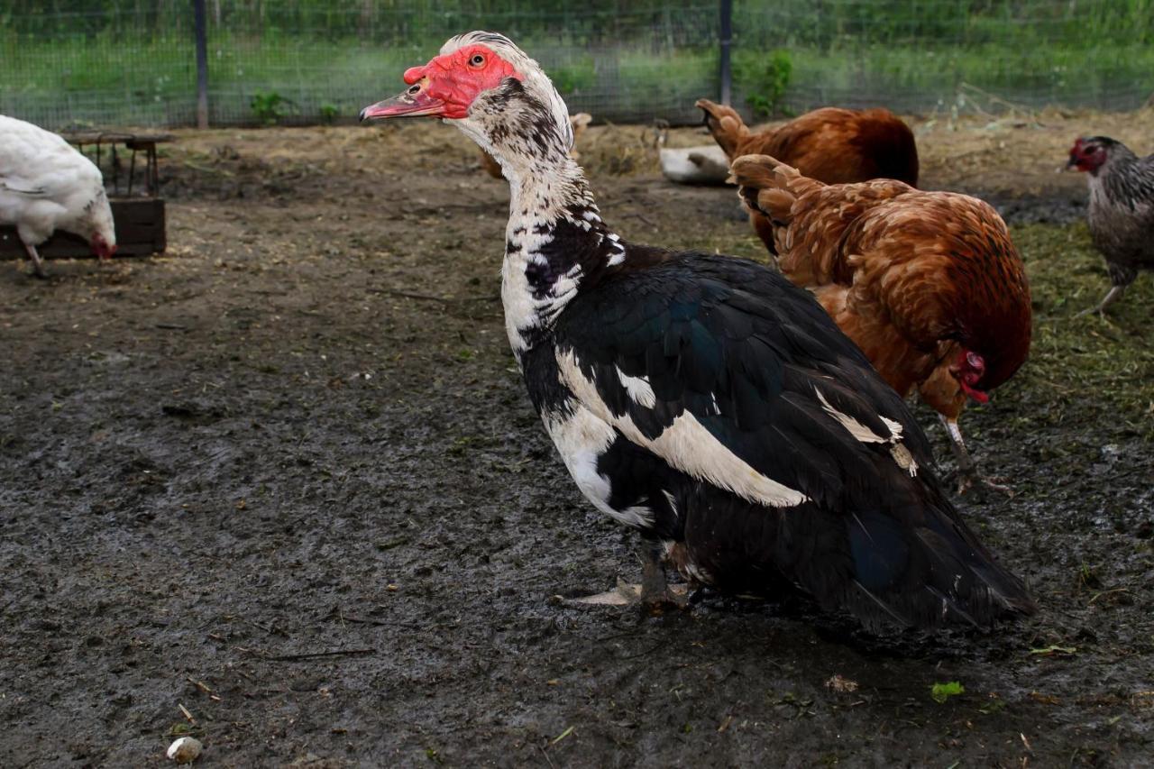 Zakatek Szczescia Eko Agroturystyka Kiwity エクステリア 写真